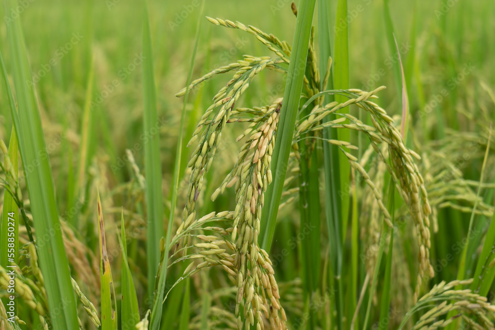Green Terraced Rice Field. rice is growing in the field background Green Terraced Rice Field. rice is growing in the field background