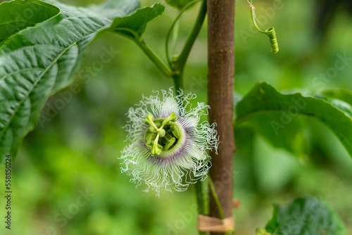 A close-up of a maturing passion fruit flower