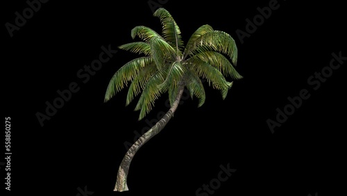 Tropical palm tree with alpha channel