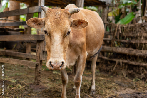A brown dairy cow standing inside a cow pen in a small zero-grazing set-up
