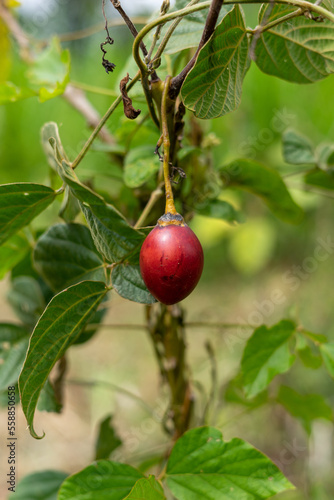 A red tamarillo fruit on a tree