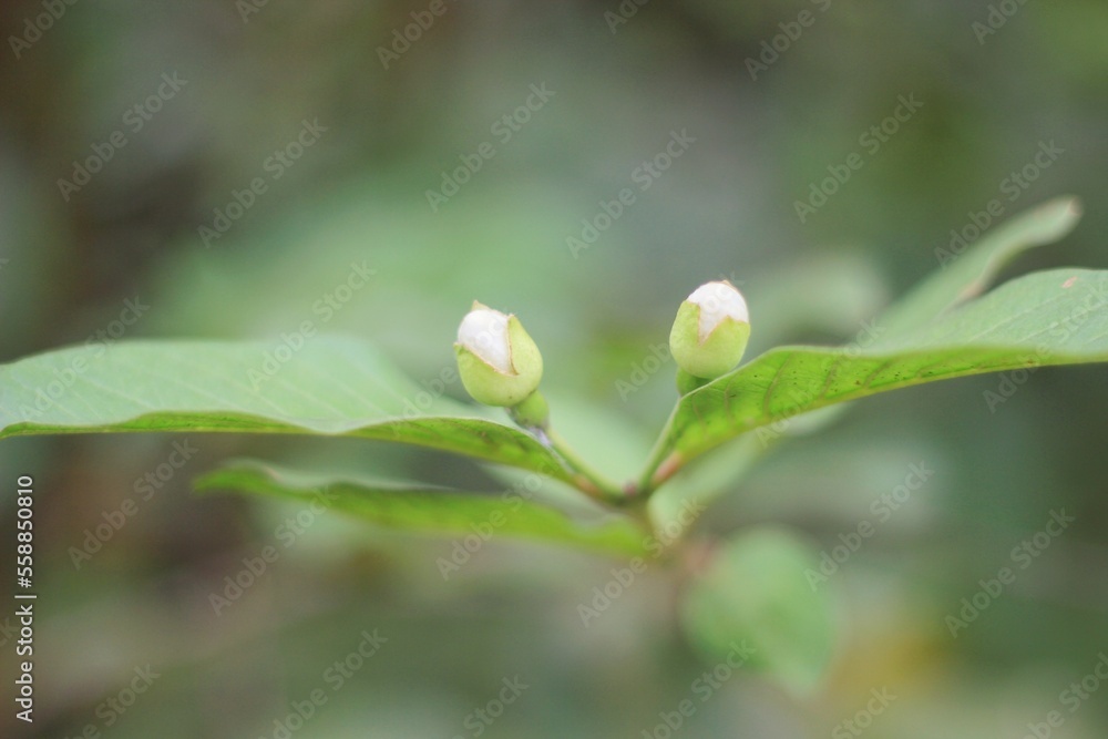 White flowers of the guava tree species native to Thailand. White flowers of the guava tree species native to Thailand.