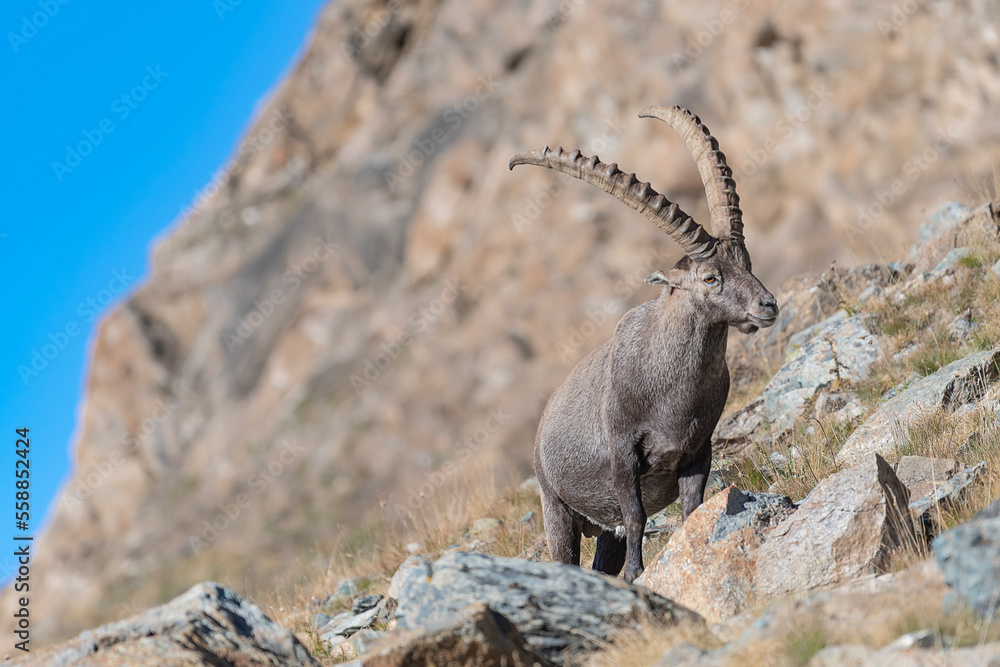 In the highlands, face to face with the king of the Alps (Capra ibex)