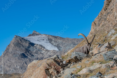 Alpine ibex male with Basei peak on background, Gran Paradiso national park (Capra ibex)