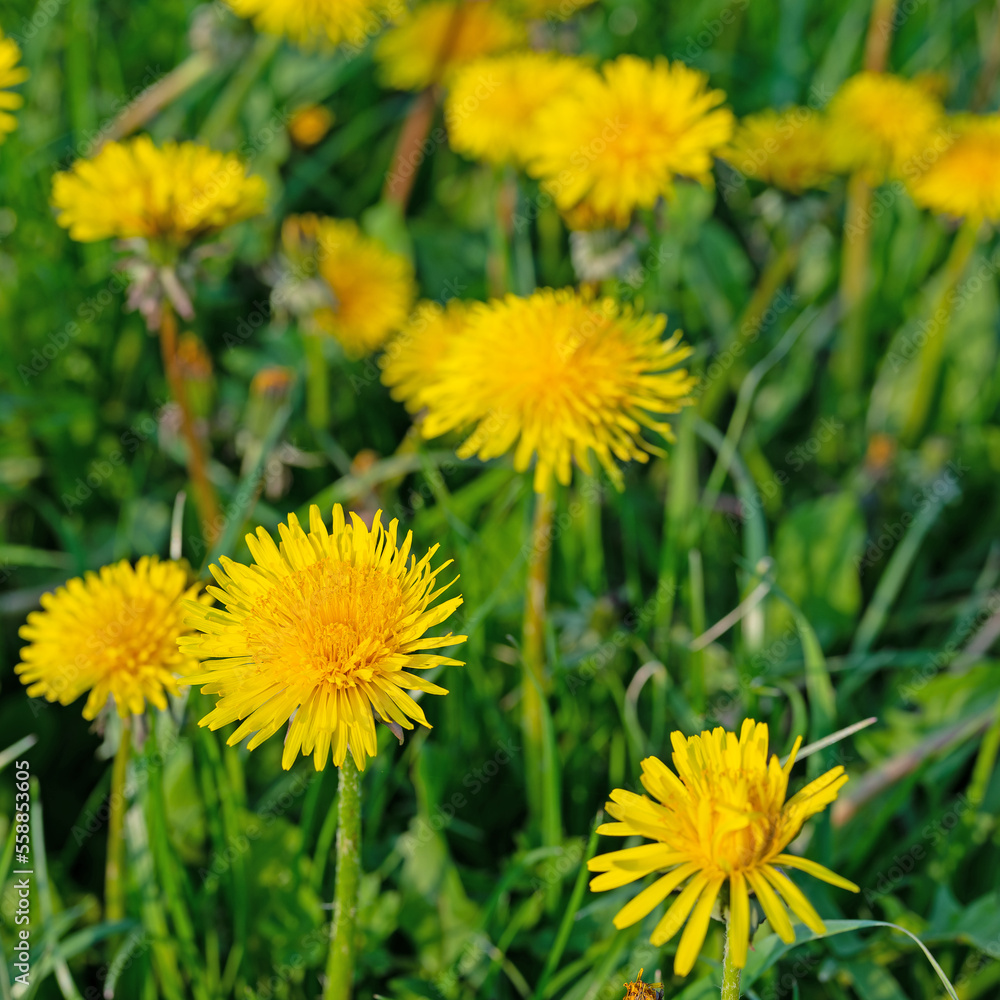 Blühender Löwenzahn, Taraxacum, im Frühling Blühender Löwenzahn, Taraxacum, im Frühling