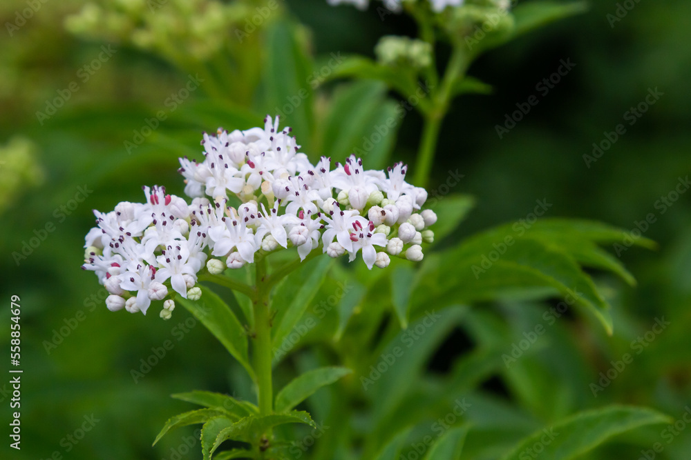 Black danewort Sambucus ebulus berries close-up. Blooming danewort, dwarf elderberry or elderwort, Sambucus ebulus Black danewort Sambucus ebulus berries close-up. Blooming danewort, dwarf elderberry or elderwort, Sambucus ebulus