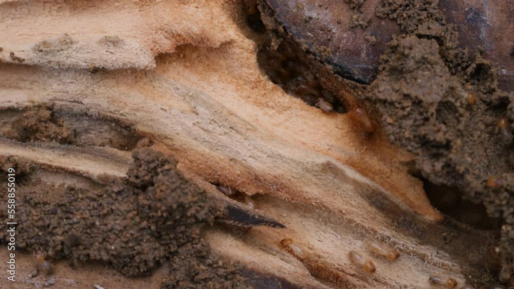 Termites walk around on decomposing wood, damage of houses wood, macro close up shot Termites walk around on decomposing wood, damage of houses wood, macro close up shot