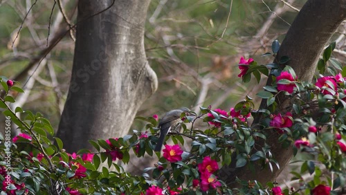 Brown-eared Bulbuls Feeding on Flowers. photo
