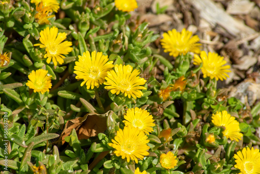 Flowers of a hardy yellow ice-plant (delosperma nubigenum) Flowers of a hardy yellow ice-plant (delosperma nubigenum)