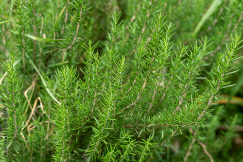 A freshly-green rosemary herb bush in a garden