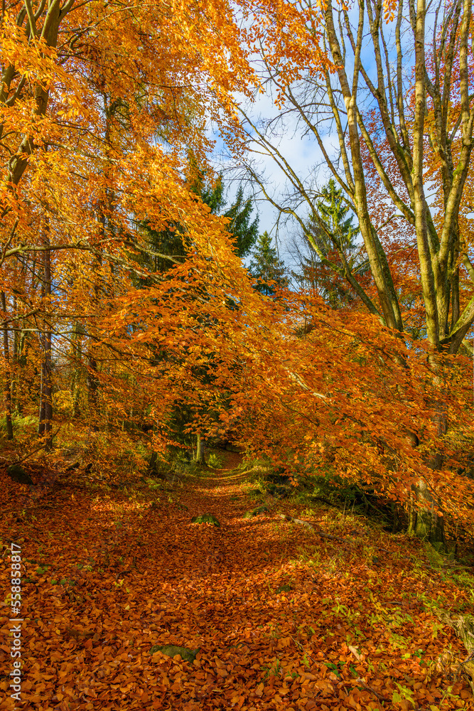 foot path in forest in autumn covered with leaves