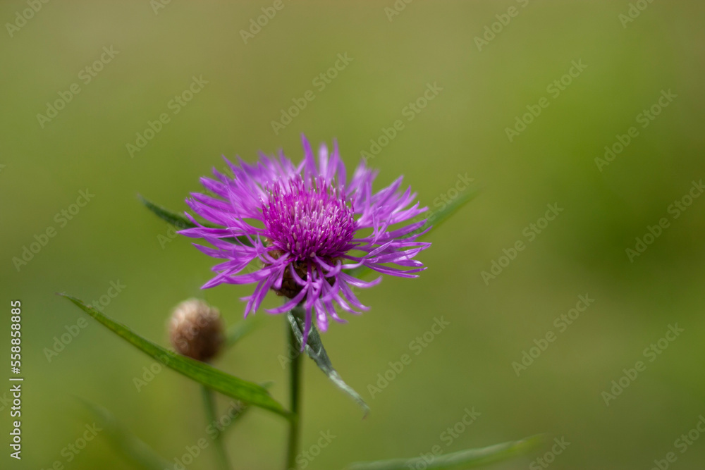 flower flower