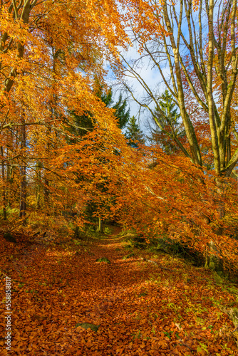 foot path in forest in autumn covered with leaves