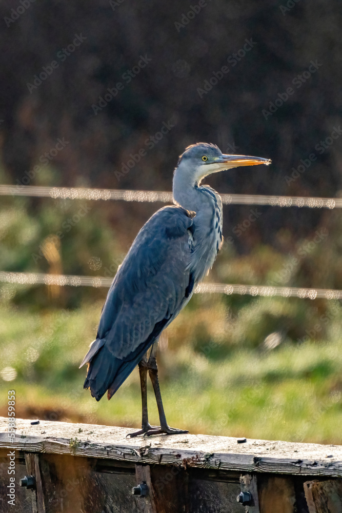 The gray heron stands on a wooden fence in the grass. The long-legged predatory wader is looking for food. Water drops on the barbed wires in the background. Selective focus.