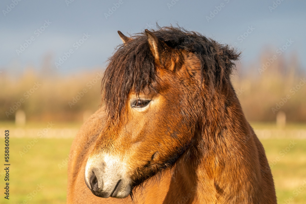 Head of a wild brown Exmoor pony, against a blue sky in the nature reserve in Fochteloo, Fall colors in winter. Selective focus