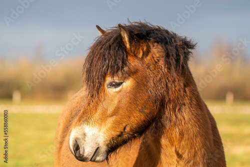 Obraz na płótnie Head of a wild brown Exmoor pony, against a blue sky in the nature reserve in Fochteloo, Fall colors in winter. Selective focus w salonie
