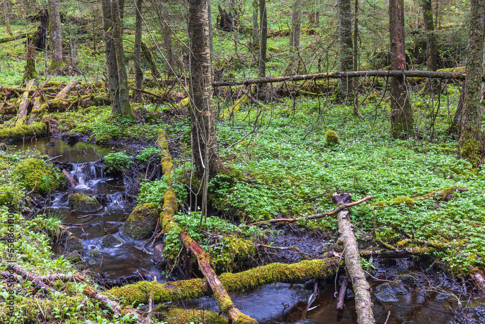 Obraz premium Winding creek in an ancient woodland