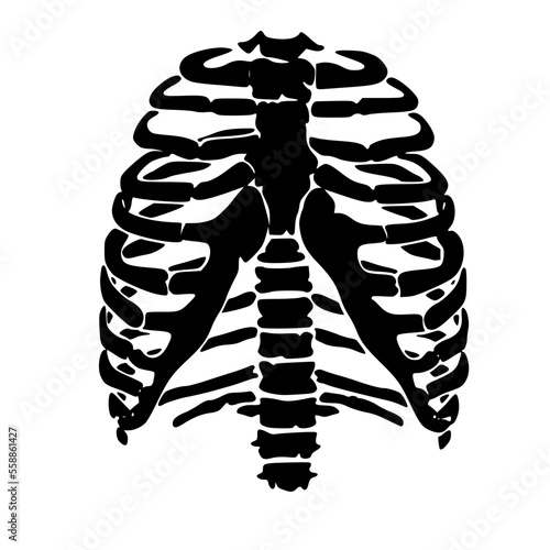 Skeleton Ribs