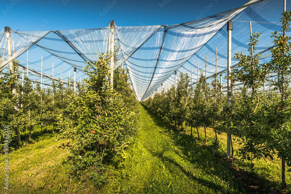 Apple orchard with anti-hail net protection, rows of apple trees with apples in summer, Kressbronn, Baden-Wuerttemberg, Germany