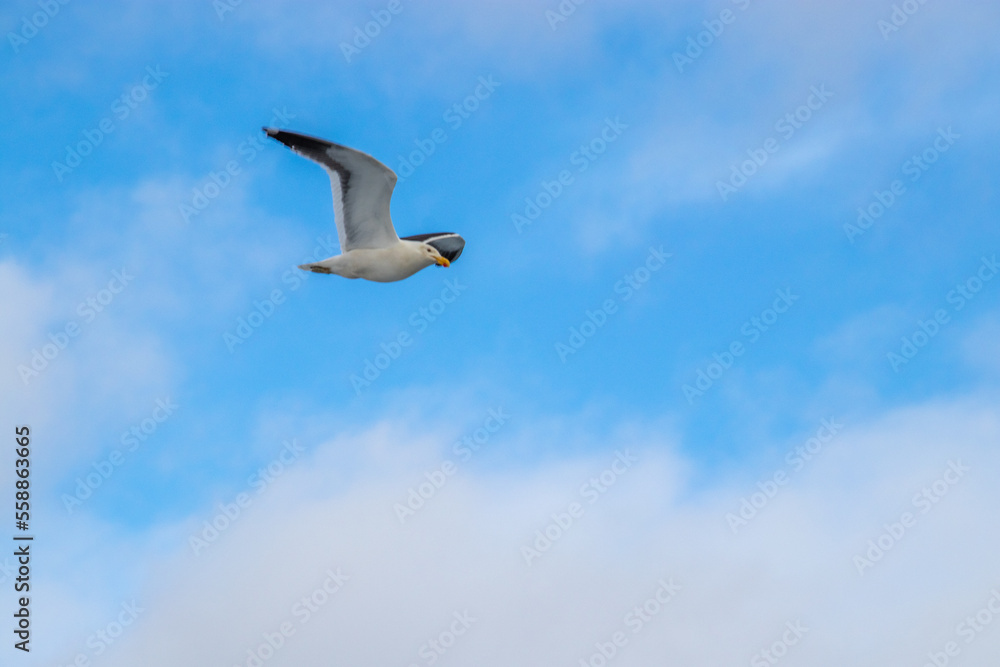 Obraz premium Isolated Seagull Patagonia Chile