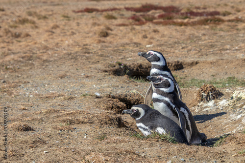 Magellanic Penguins Isla Magdalena, Patagonia, Chile Isla Magdalena, Patagonia, Chile