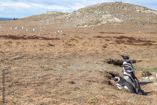 Magellanic Penguins Isla Magdalena, Patagonia, Chile Isla Magdalena, Patagonia, Chile