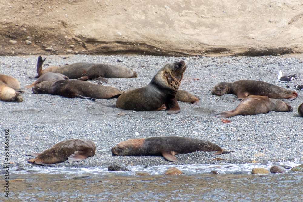 Fototapeta premium Sea Lions Isla Marta Patagonia Chile