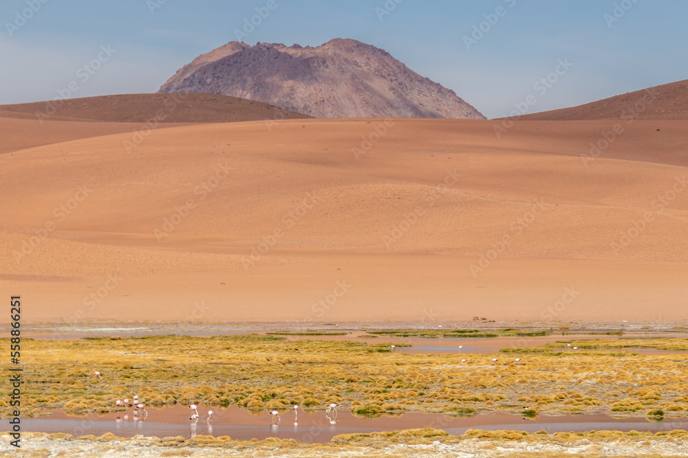Quepiaco river wetland Atacama Desert Chile