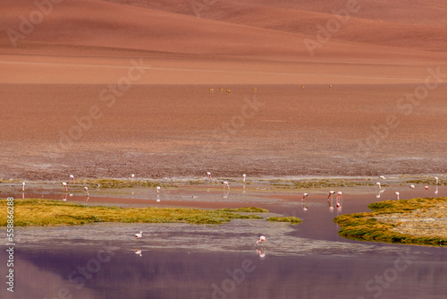 Wild Pink Flamingos Atacama Desert Chile