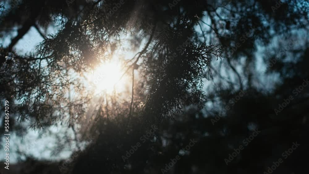 A beautiful cinematic shot. Sun rays shine through cypress branches.
