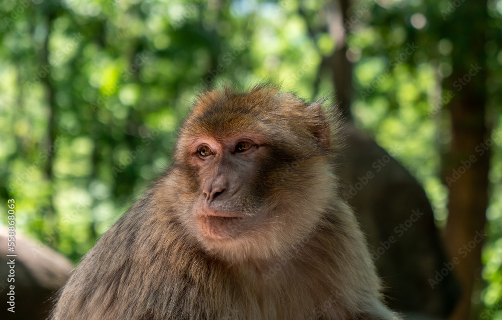 Barbary macaque, Macaca sylvanus, primate head portrait Barbary macaque, Macaca sylvanus, primate head portrait