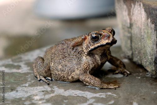 Southeast Asian spiny frog. This rough-skinned amphibian has the scientific name Bufo melanostictus.