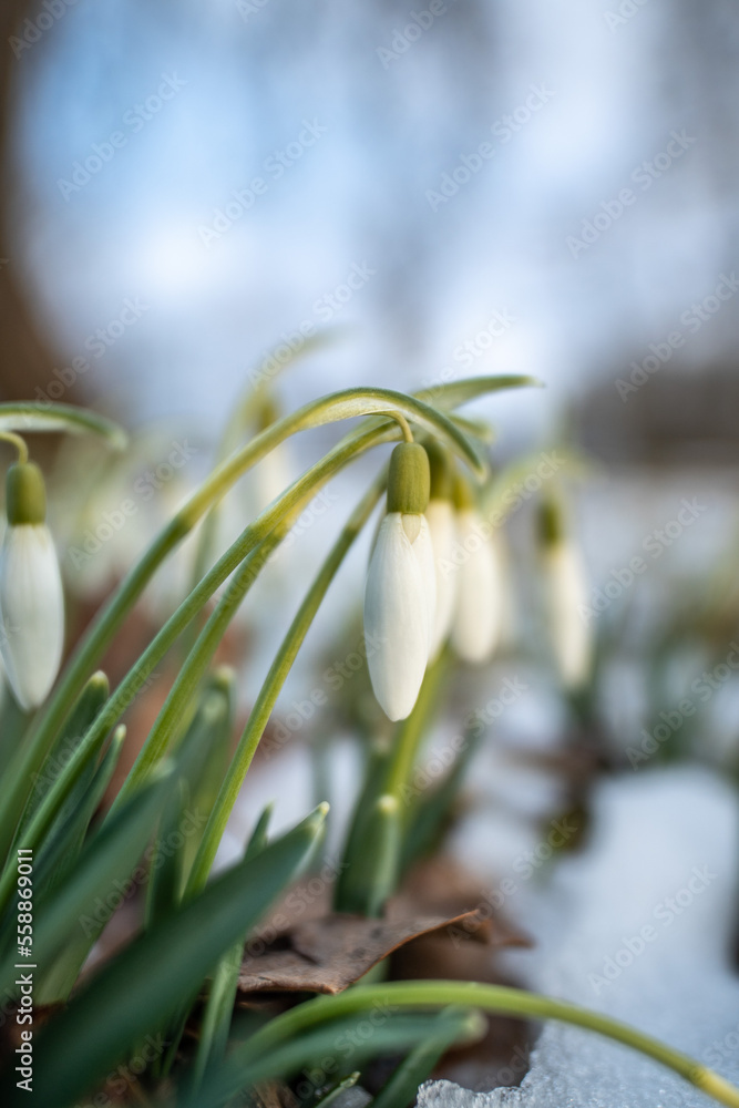 Fototapeta premium spring snowdrop flowers