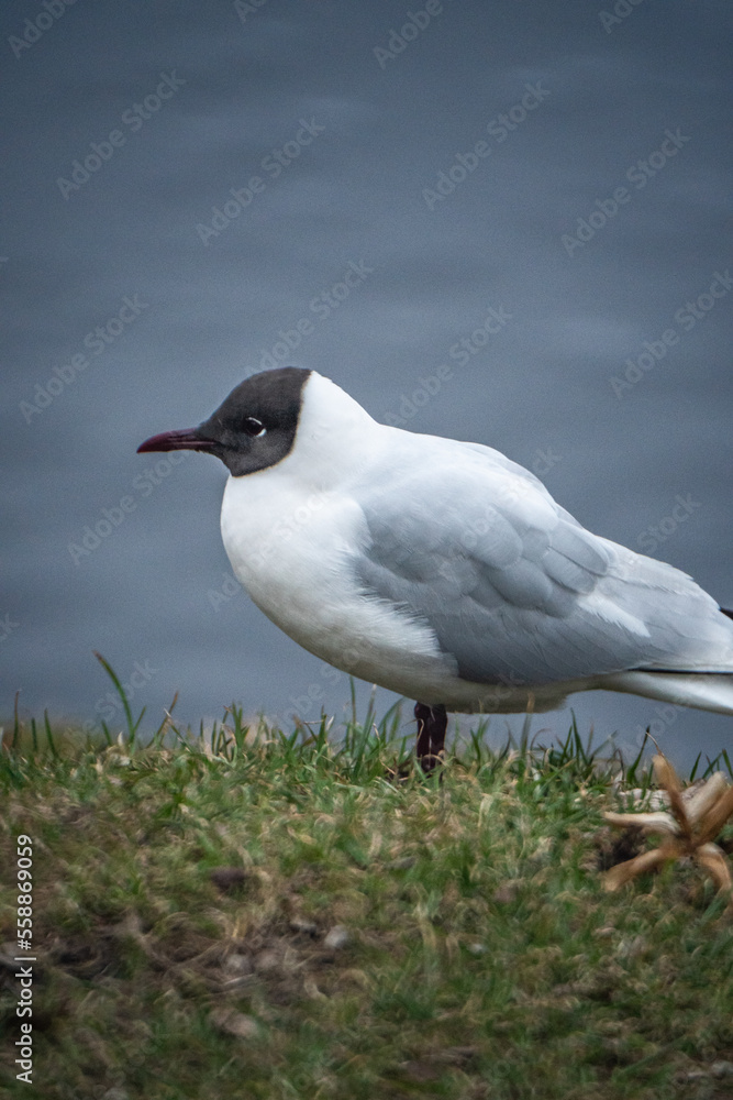 Fototapeta premium seagull on the grass