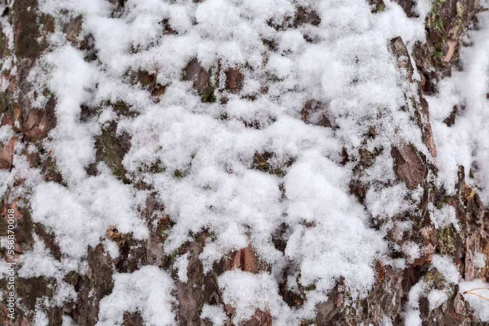 Fluffy snow on the pine trunk during a snowfall