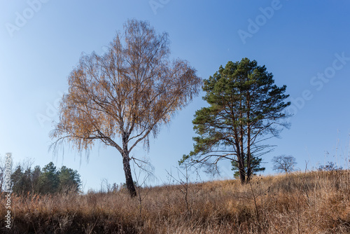 Single pine and birch on valley slope with dry grass