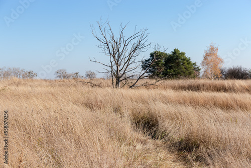 Dry tree among the high withered grass against clear sky