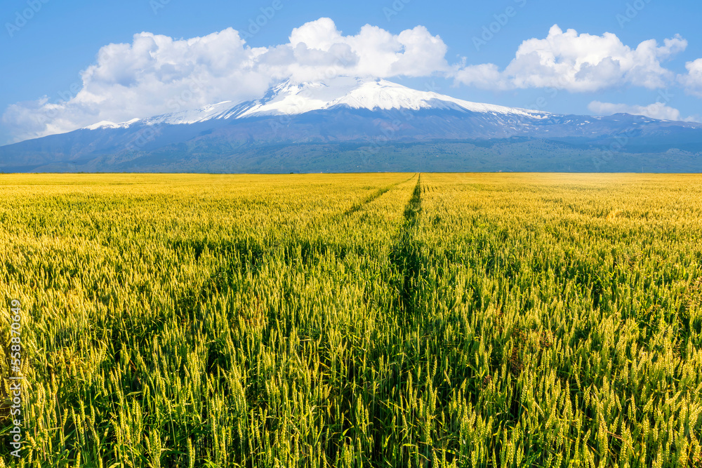 view at beautiful summer wheaten shiny field with golden wheat, with road, leading to amazing high mountain with snow and white clouds with deep blue cloudy sky view at beautiful summer wheaten shiny field with golden wheat, with road, leading to amazing high mountain with snow and white clouds with deep blue cloudy sky