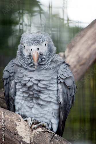 this is a close up of an African parrot