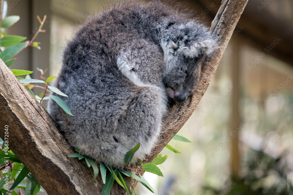 Obraz premium the koala has grey fur on its body a white chest and white ears and a big black nose