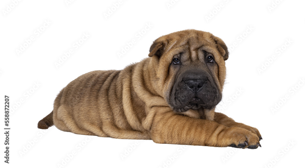 Adorable Shar-pei dog pup, laying down side ways. Looking towards camera with cute droopy eyes. Isolated cutout on a transparent background. Adorable Shar-pei dog pup, laying down side ways. Looking towards camera with cute droopy eyes. Isolated cutout on a transparent background.
