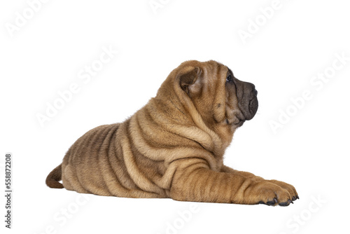 Adorable Sharpei dog pup, laying down side ways. Looking away from camera showing profile. Isolated cutout on a transparent background.