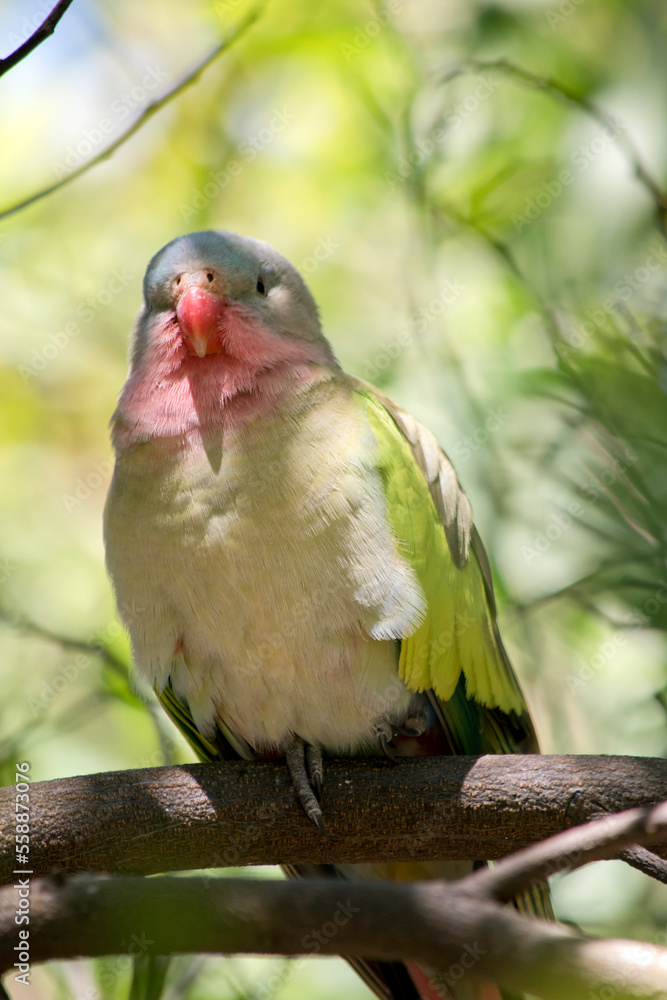 the princess parrot is perched in a tree the princess parrot is perched in a tree