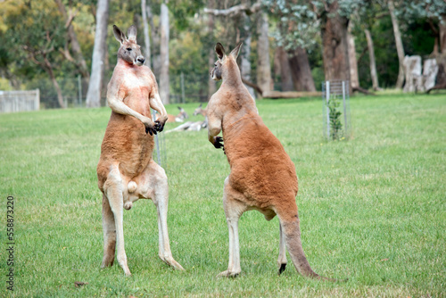 the male red kangaroos body is a shade of red fur his head is grey with a white muzzle, they are the tallest kangaroo © susan flashman