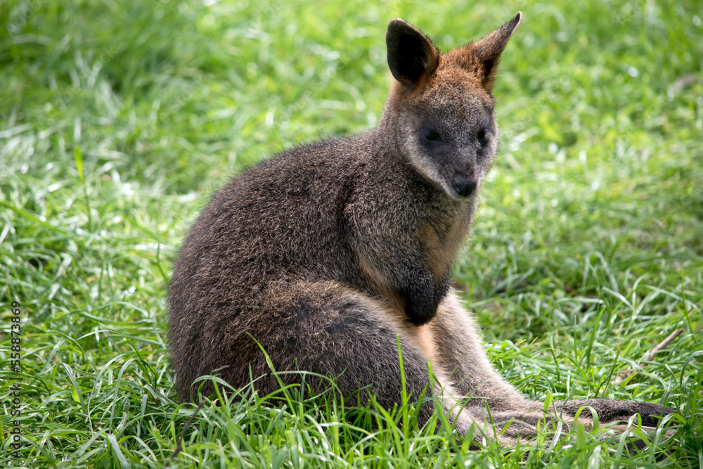 the joey swamp wallaby is resting on the grass the joey swamp wallaby is resting on the grass