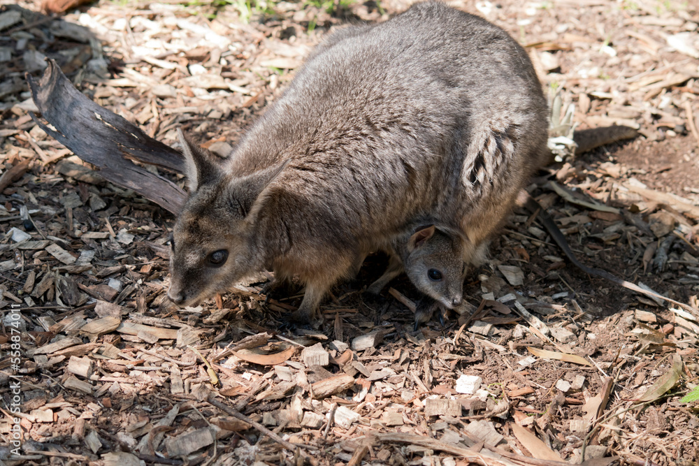 the tammar wallaby has a joey in her pouch the tammar wallaby has a joey in her pouch
