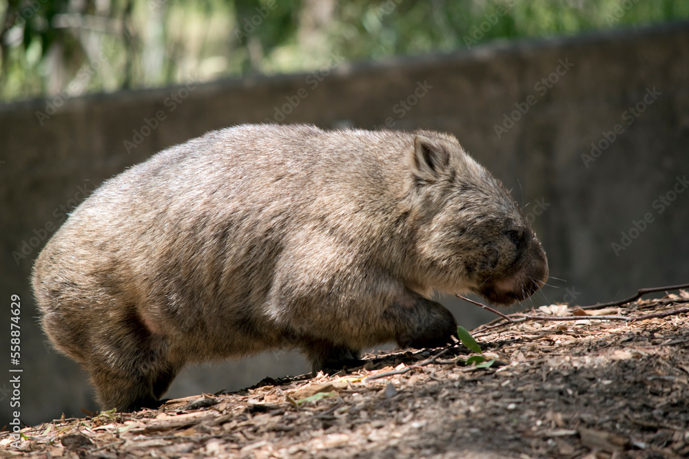 the wombat walks on a four legs just like a dog