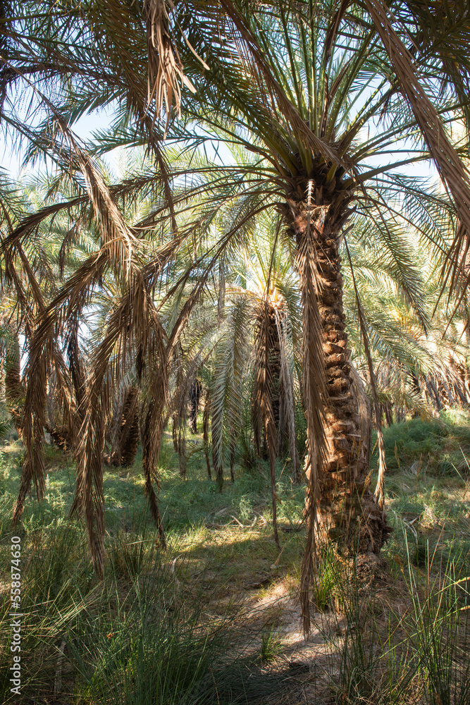 Naklejka premium Landscape view of large date palm trees in plantation