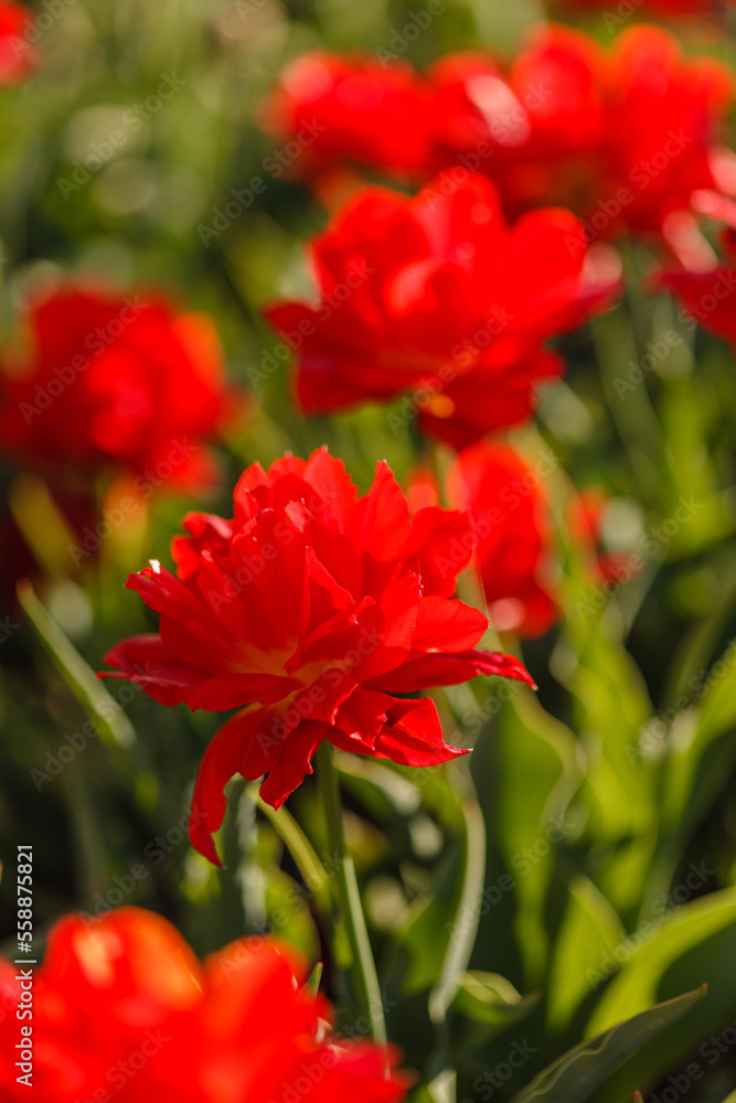 nice tulips in the garden nice tulips in the garden
