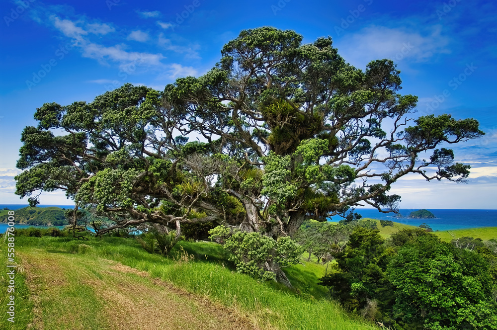 Huge pohutukawa tree (Metrosideros excelsa) in the countryside on the east coast of Northland, North Island, New Zealand
